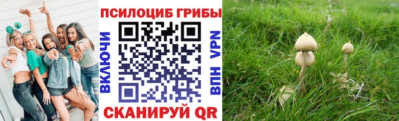 Купить закладки Куртамыш Галлюциногенные грибы мицелий